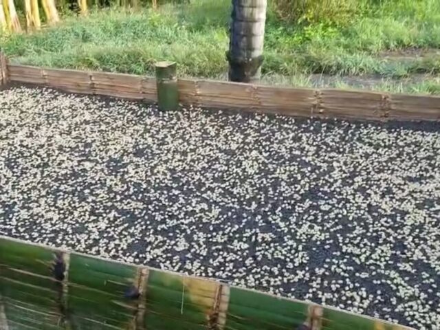 Instalación de germinador “castillo 2.0”